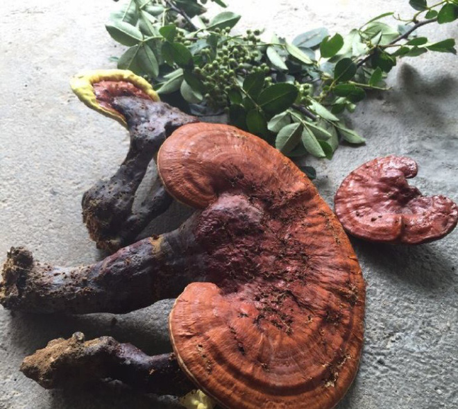 Cuộc sống đẹp như trong mơ với khu vườn không khác gì cổ tích của cô gái trẻ vừa xinh đẹp lại vô cùng đa tài