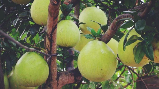 Cuộc sống đẹp như trong mơ với khu vườn không khác gì cổ tích của cô gái trẻ vừa xinh đẹp lại vô cùng đa tài