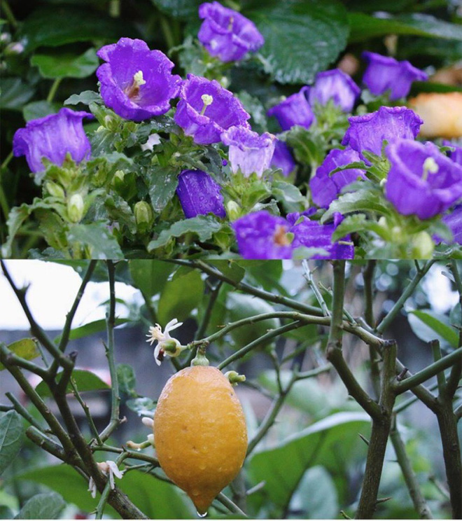 Cuộc sống đẹp như trong mơ với khu vườn không khác gì cổ tích của cô gái trẻ vừa xinh đẹp lại vô cùng đa tài