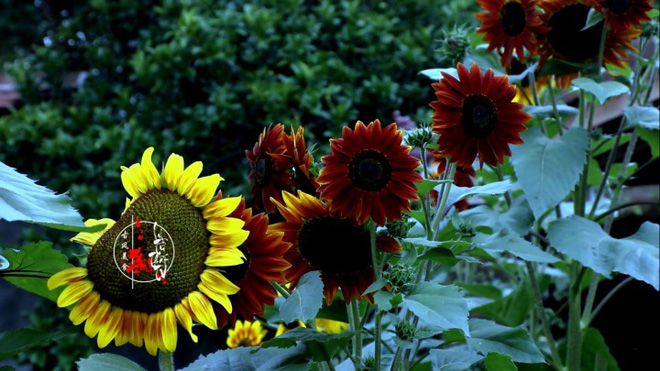 Cuộc sống đẹp như trong mơ với khu vườn không khác gì cổ tích của cô gái trẻ vừa xinh đẹp lại vô cùng đa tài