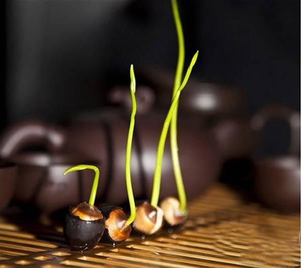Mùa này trồng ngay sen Nhật mini, có cả hồ sen trong nhà thì còn gì bằng Mùa này trồng ngay sen Nhật mini, có cả hồ sen trong nhà thì còn gì bằng