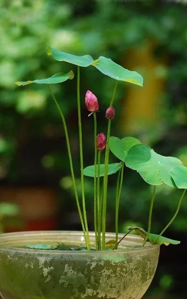 Mùa này trồng ngay sen Nhật mini, có cả hồ sen trong nhà thì còn gì bằng Mùa này trồng ngay sen Nhật mini, có cả hồ sen trong nhà thì còn gì bằng
