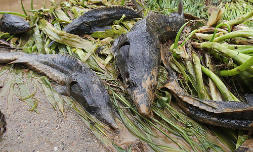 Trận lũ 10 phút cuốn trôi người, san phẳng trại cá tầm Lai Châu