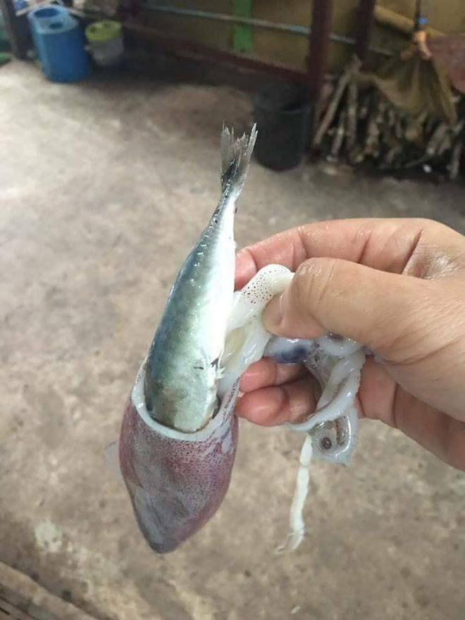 Đi chợ hí hửng mua được mẻ mực ống tươi ngon, cô gái trẻ hết hồn khi được khuyến mại cả đàn cá trong bụng mực Đi chợ hí hửng mua được mẻ mực ống tươi ngon, cô gái trẻ hết hồn khi được khuyến mại cả đàn cá trong bụng mực