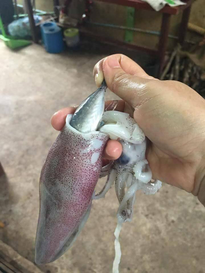 Đi chợ hí hửng mua được mẻ mực ống tươi ngon, cô gái trẻ hết hồn khi được khuyến mại cả đàn cá trong bụng mực Đi chợ hí hửng mua được mẻ mực ống tươi ngon, cô gái trẻ hết hồn khi được khuyến mại cả đàn cá trong bụng mực