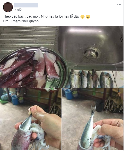 Đi chợ hí hửng mua được mẻ mực ống tươi ngon, cô gái trẻ hết hồn khi được khuyến mại cả đàn cá trong bụng mực