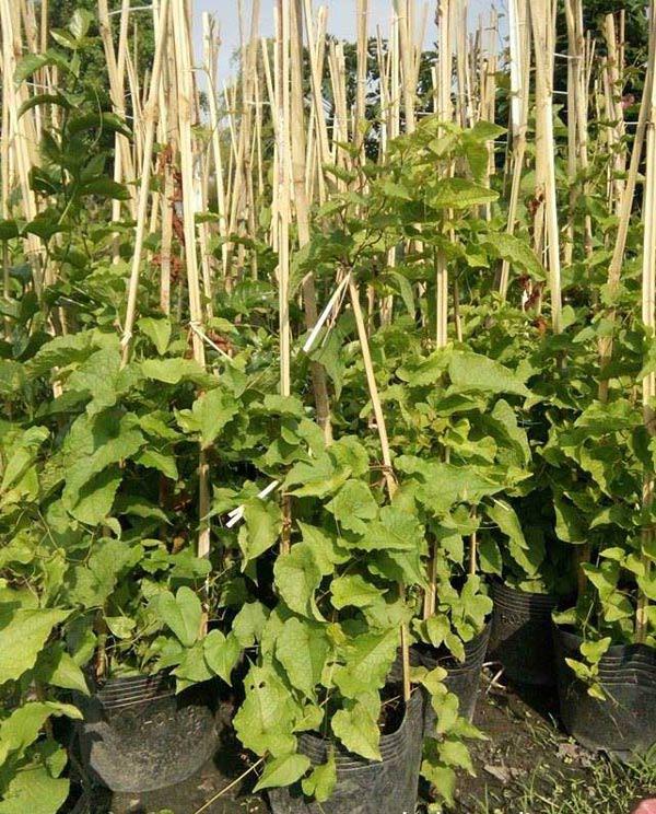 Cách trồng giàn hoa tigon đơn giản nhất, cho hoa nở rộ rực rỡ suốt 4 mùa