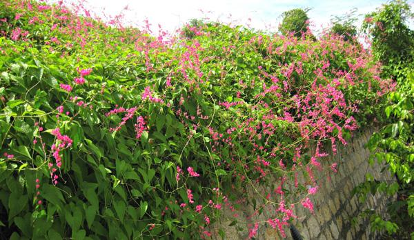 Cách trồng giàn hoa tigon đơn giản nhất, cho hoa nở rộ rực rỡ suốt 4 mùa Cách trồng giàn hoa tigon đơn giản nhất, cho hoa nở rộ rực rỡ suốt 4 mùa