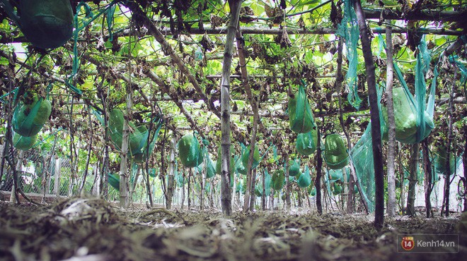 Cận cảnh khu vườn với những quả bí đao khổng lồ nằm võng tự chế, phải 2 người vác mới nổi