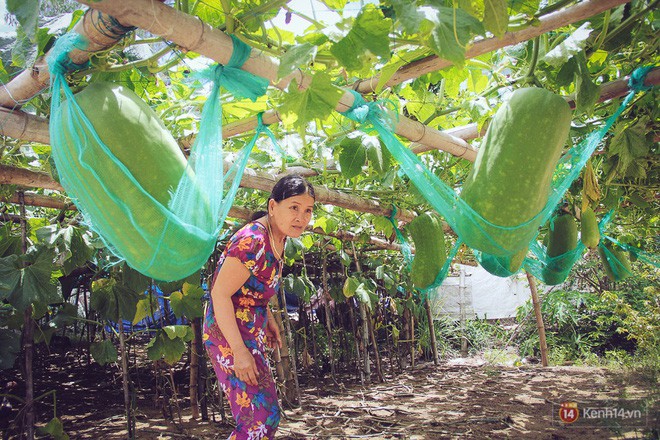 Cận cảnh khu vườn với những quả bí đao khổng lồ nằm võng tự chế, phải 2 người vác mới nổi