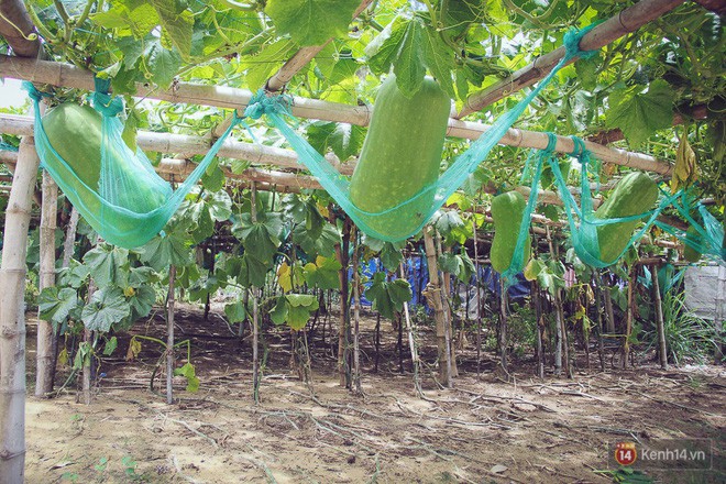 Cận cảnh khu vườn với những quả bí đao khổng lồ nằm võng tự chế, phải 2 người vác mới nổi
