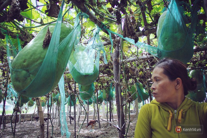 Cận cảnh khu vườn với những quả bí đao khổng lồ nằm võng tự chế, phải 2 người vác mới nổi
