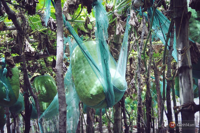 Cận cảnh khu vườn với những quả bí đao khổng lồ nằm võng tự chế, phải 2 người vác mới nổi