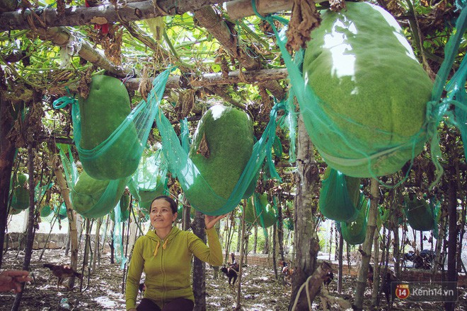 Cận cảnh khu vườn với những quả bí đao khổng lồ nằm võng tự chế, phải 2 người vác mới nổi