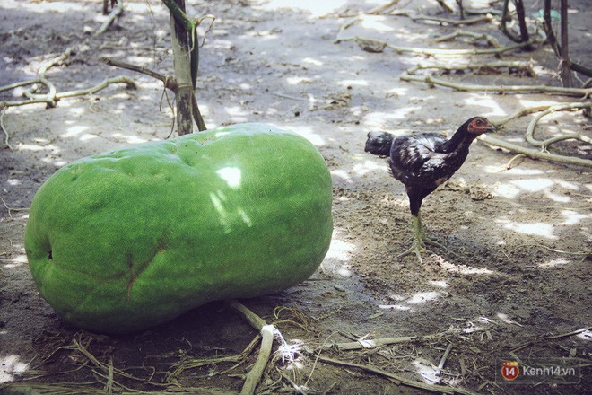 Cận cảnh khu vườn với những quả bí đao khổng lồ nằm võng tự chế, phải 2 người vác mới nổi