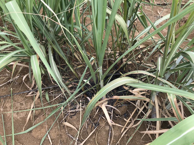 Vụ 4 người trồng cột điện tử vong: Khoảnh khắc 7 người bị hất văng sau tiếng rẹt rẹt