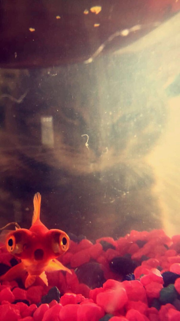 Những hình ảnh hài hước với background lấn át hoàn toàn nhân vật chính, nữ hoàng Anh cũng góp mặt trong một tấm