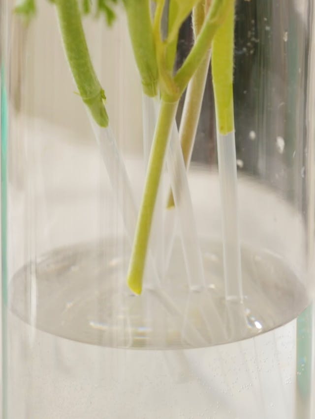 5 bước đơn giản giúp hoa được tươi lâu hơn và đẹp hơn sau khi cắm