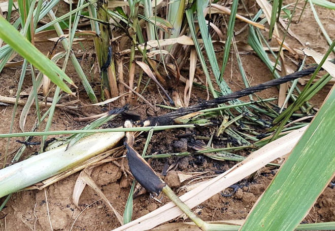 Đại tang ở xóm nghèo có 4 người bị điện giật