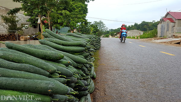 Lạng Sơn: Rơi nước mắt bán 1 tạ bí đao không mua nổi 2kg thịt lợn Lạng Sơn: Rơi nước mắt bán 1 tạ bí đao không mua nổi 2kg thịt lợn