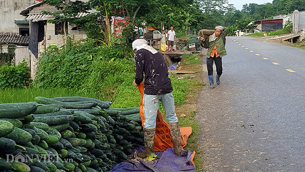 Lạng Sơn: Rơi nước mắt bán 1 tạ bí đao không mua nổi 2kg thịt lợn Lạng Sơn: Rơi nước mắt bán 1 tạ bí đao không mua nổi 2kg thịt lợn