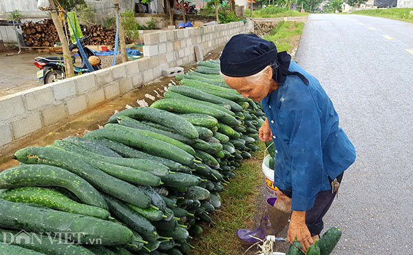 Lạng Sơn: Rơi nước mắt bán 1 tạ bí đao không mua nổi 2kg thịt lợn Lạng Sơn: Rơi nước mắt bán 1 tạ bí đao không mua nổi 2kg thịt lợn