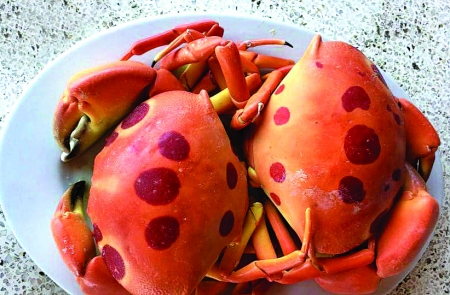 Cua mặt trăng đắt khách ở Sài Gòn