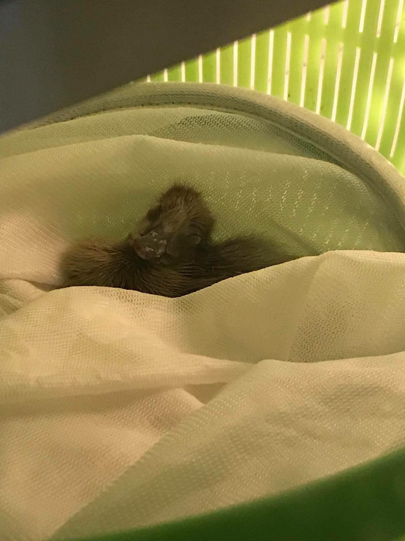 Cô gái mua trứng vịt về chưa kịp luộc ăn thì đã nở ra 5 con vịt lon ton theo sau cả ngày