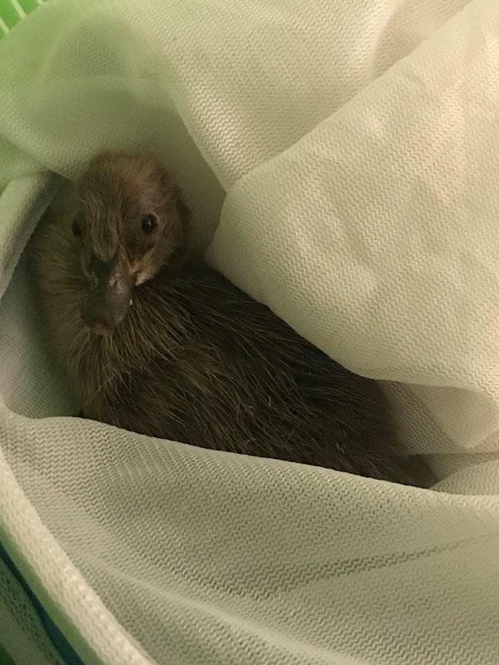 Cô gái mua trứng vịt về chưa kịp luộc ăn thì đã nở ra 5 con vịt lon ton theo sau cả ngày