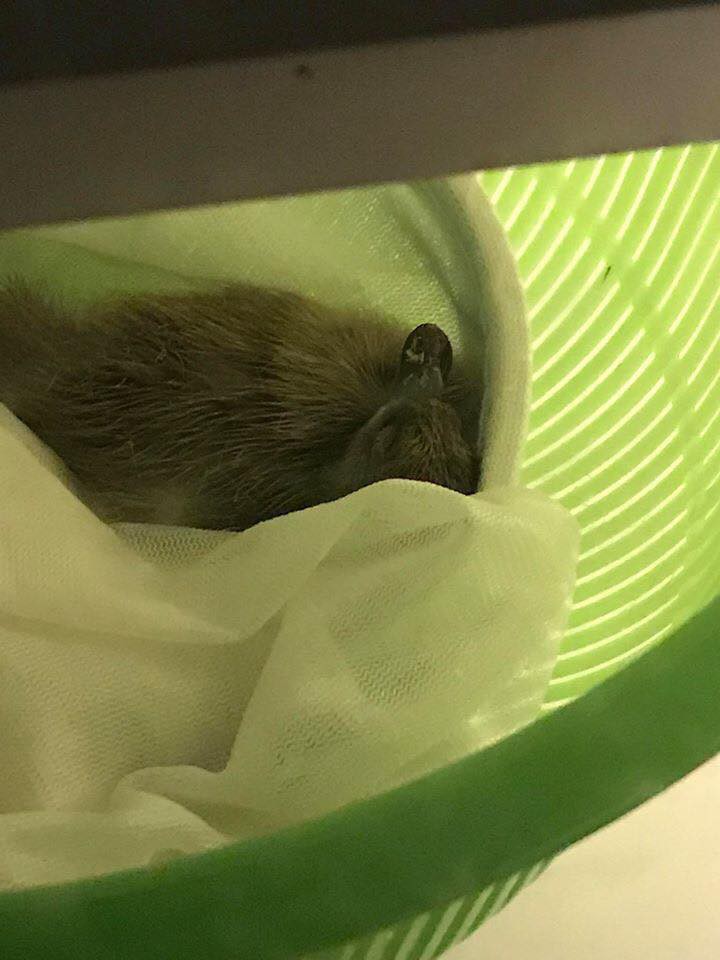 Cô gái mua trứng vịt về chưa kịp luộc ăn thì đã nở ra 5 con vịt lon ton theo sau cả ngày