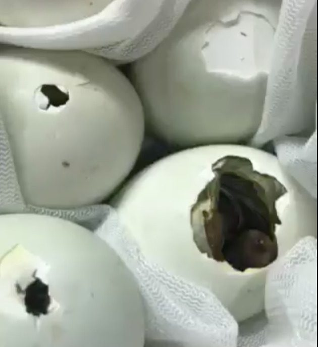 Cô gái mua trứng vịt về chưa kịp luộc ăn thì đã nở ra 5 con vịt lon ton theo sau cả ngày