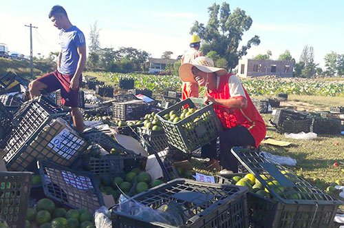 Người dân đội nắng gom hơn 20 tấn hoa quả giúp tài xế bị lật xe