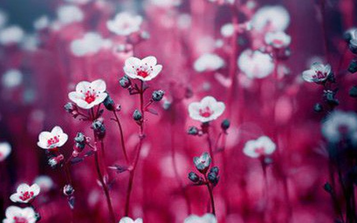 Thứ Bảy của bạn (30/6): Kim Ngưu cần bạo dạn hơn