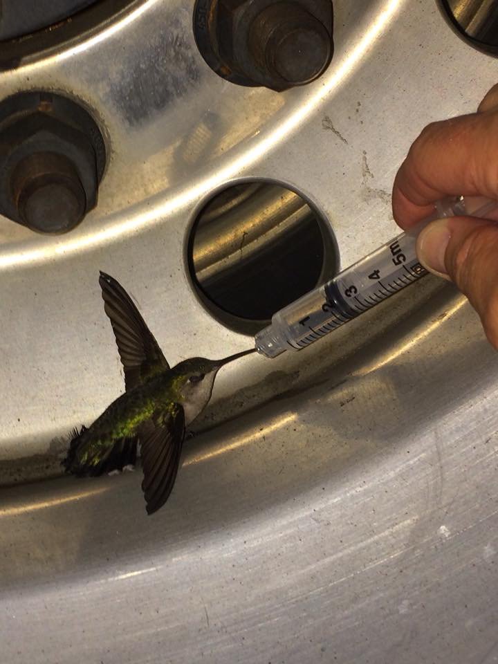 Chim kiệt sức bay vào trạm cứu hỏa nhờ giúp