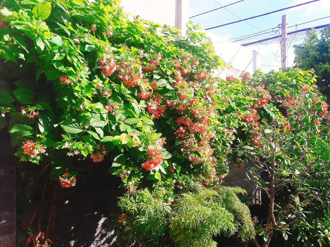 Cô gái khéo khoe vườn cây xanh mướt của bố, nhiều thanh niên xin làm rể