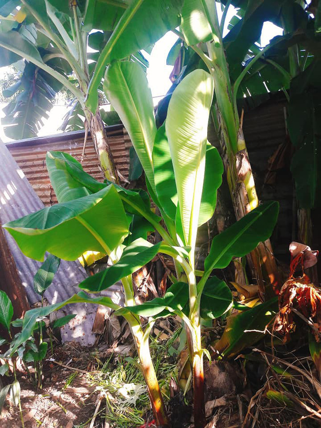 Cô gái khéo khoe vườn cây xanh mướt của bố, nhiều thanh niên xin làm rể