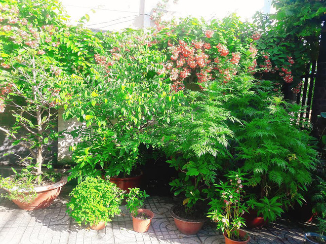 Cô gái khéo khoe vườn cây xanh mướt của bố, nhiều thanh niên xin làm rể