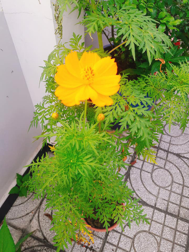 Cô gái khéo khoe vườn cây xanh mướt của bố, nhiều thanh niên xin làm rể