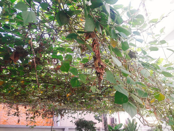 Cô gái khéo khoe vườn cây xanh mướt của bố, nhiều thanh niên xin làm rể