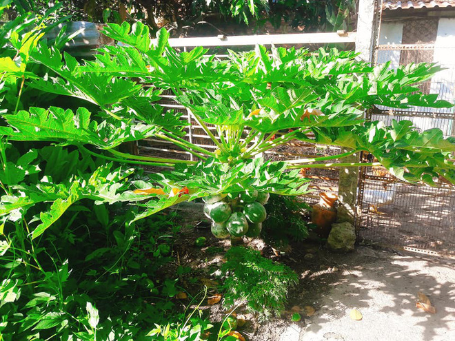 Cô gái khéo khoe vườn cây xanh mướt của bố, nhiều thanh niên xin làm rể