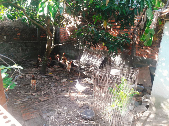 Cô gái khéo khoe vườn cây xanh mướt của bố, nhiều thanh niên xin làm rể