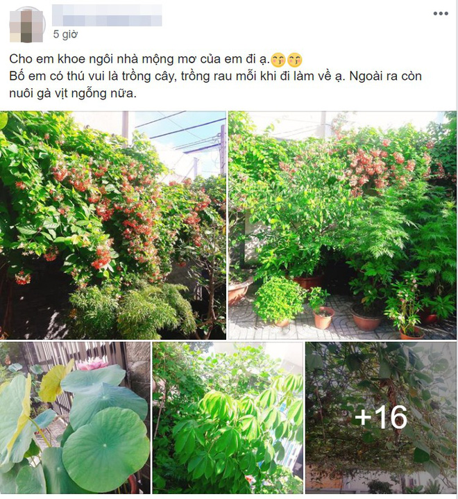 Cô gái khéo khoe vườn cây xanh mướt của bố, nhiều thanh niên xin làm rể