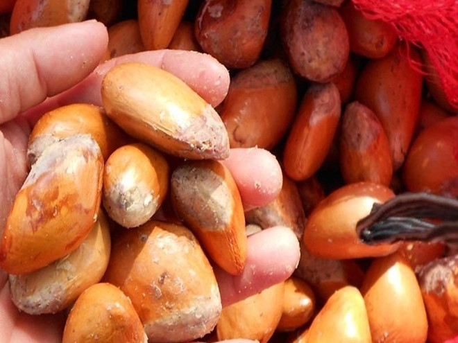 Hạt sầu riêng được thu mua giá cao hơn... quả