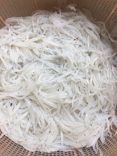 Cá ngần sông Đà giá 300.000 đồng/kg gây sốt thị trường