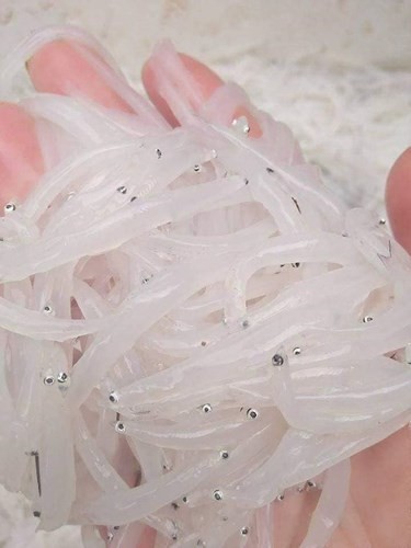 Cá ngần sông Đà giá 300.000 đồng/kg gây sốt thị trường