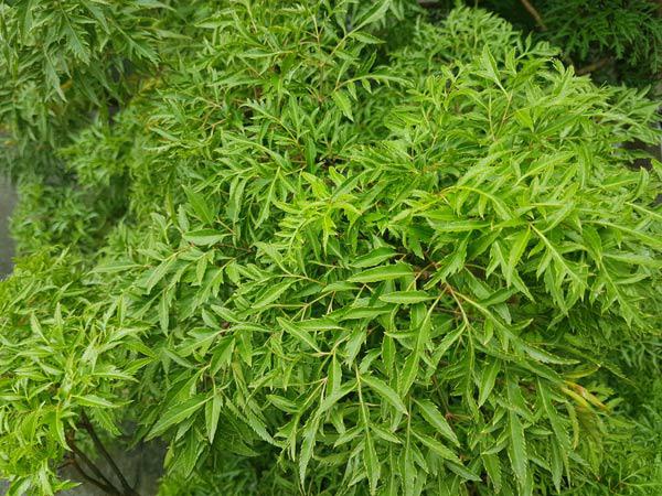 Cách trồng cây đinh lăng - loại cây nhân sâm của người nghèo Cách trồng cây đinh lăng - loại cây nhân sâm của người nghèo