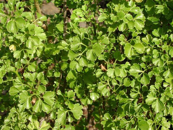 Cách trồng cây đinh lăng - loại cây nhân sâm của người nghèo Cách trồng cây đinh lăng - loại cây nhân sâm của người nghèo