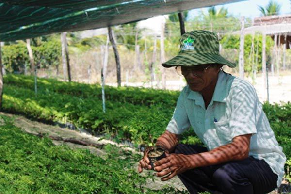 Cách trồng cây đinh lăng - loại cây nhân sâm của người nghèo Cách trồng cây đinh lăng - loại cây nhân sâm của người nghèo