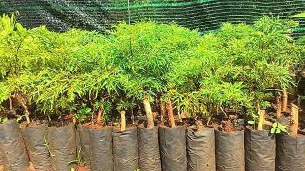 Cách trồng cây đinh lăng - loại cây nhân sâm của người nghèo Cách trồng cây đinh lăng - loại cây nhân sâm của người nghèo