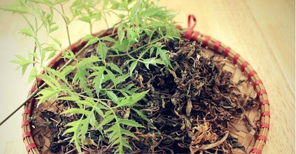 Cách trồng cây đinh lăng - loại cây nhân sâm của người nghèo Cách trồng cây đinh lăng - loại cây nhân sâm của người nghèo